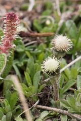 Antennaria monocephala