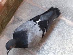 Columba livia domestica