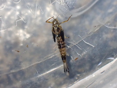 Ameletidae
