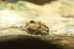 Anthribidae