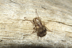Anthribidae