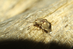 Anthribidae