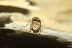 Anthribidae