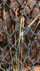 Orthetrum glaucum