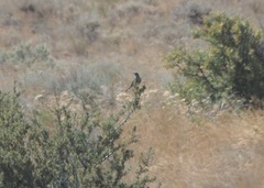 Oreoscoptes montanus