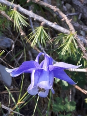 Aquilegia alpina