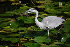 Ardea cinerea