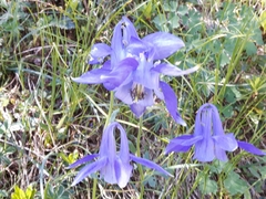 Aquilegia alpina