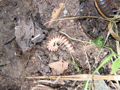 Semionellus placidus