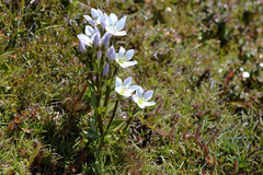 Gentianella diemensis