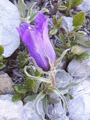 Campanula alpestris
