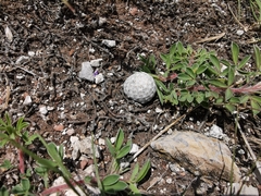 Mammillaria albiflora