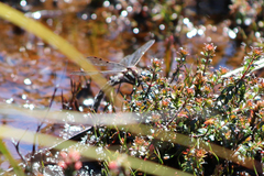 Archipetalia auriculata