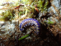 Betairidovirinae