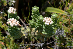 Ozothamnus rodwayi