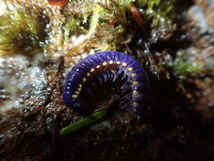Betairidovirinae