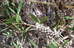 Melaleuca pallida