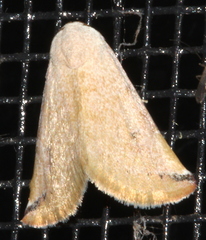 Mataeomera ligata