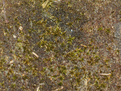 Scopelophila cataractae