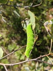 Smerinthini