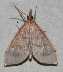 Metasia dicealis