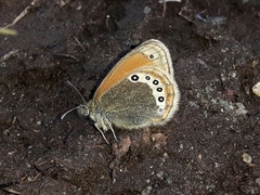 Coenonympha gardetta