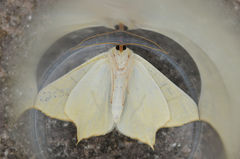 Ourapteryx sambucaria