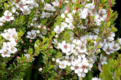 Leptospermum rupestre