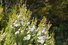 Leptospermum rupestre
