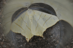 Ourapteryx sambucaria