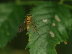 Chrysopilus asiliformis