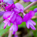 Boreal Sweet-Vetch - Photo (c) tkobliuk, some rights reserved (CC BY-NC), uploaded by tkobliuk