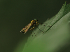 Chrysopilus asiliformis