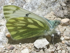 Pontia callidice