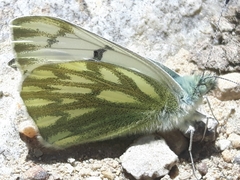 Pontia callidice