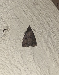 Phalaenostola hanhami