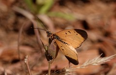 Acraea caldarena