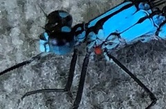 Arrenurus