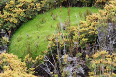 Abrotanella forsteroides