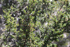 Coprosma nitida