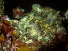 Hapalochlaena lunulata