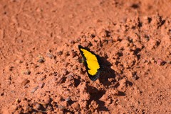 Xanthyris flaveolata