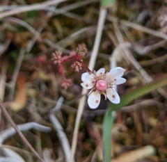 Micranthes foliolosa