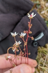 Micranthes foliolosa