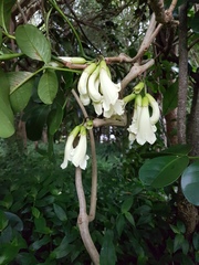 Tecomanthe speciosa