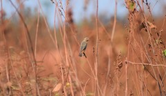Sporophila hypoxantha