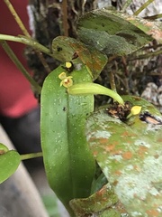 Pleurothallis dibolia