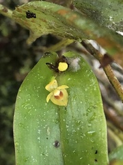 Pleurothallis dibolia