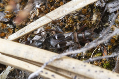 Slaterobius insignis