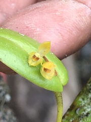 Pleurothallis dibolia